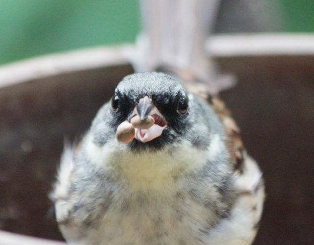 野鳥の森「井の頭自然文化園」レポート