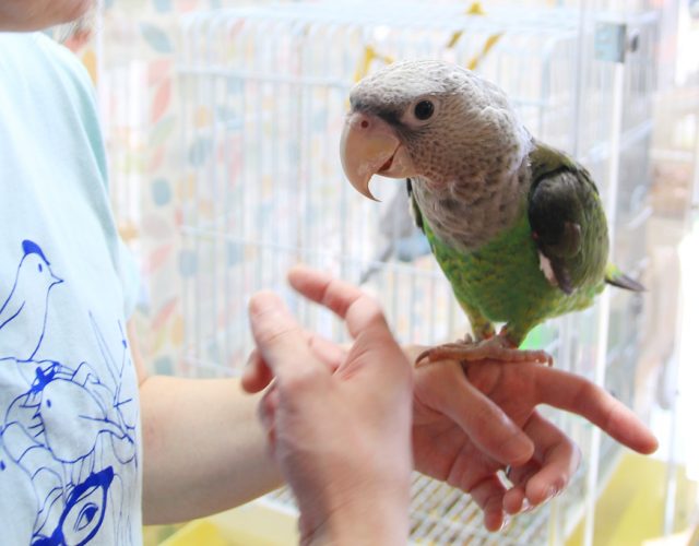 東川口にあるオウムとふれあえる鳥カフェ「フリーク」